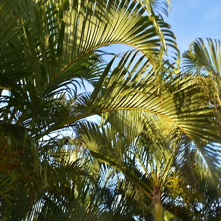 Hibiscus Center-2